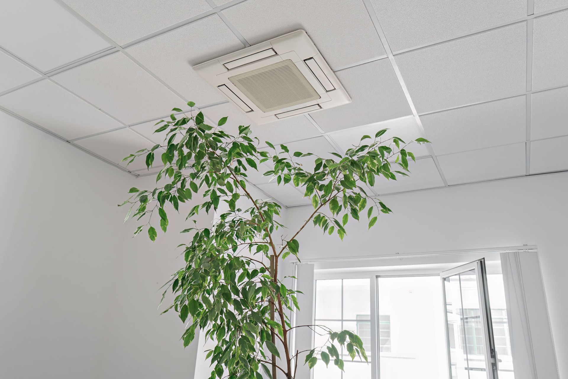 Low angle of assette Air Conditioner on ceiling in modern light office or apartment with green ficus plant leaves. Indoor air quality